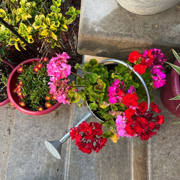 🌸 🌺 - Picture 4 of 16